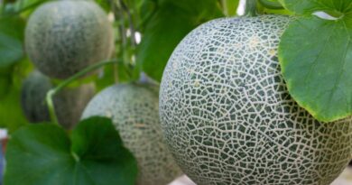 Third Class-Action Lawsuit Emerges in Canada as Salmonella-Contaminated Cantaloupes Trigger Legal Action