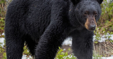 Ontario's Bears Awaken from Hibernation in Response to Gentle Weather