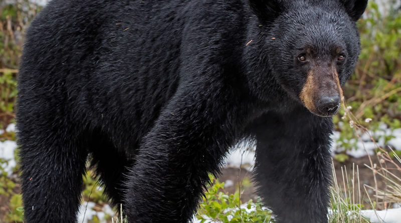 Ontario's Bears Awaken from Hibernation in Response to Gentle Weather