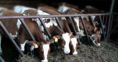 The outbreak has now officially expanded to affect 34 herds across nine states.