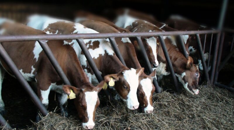 The outbreak has now officially expanded to affect 34 herds across nine states.