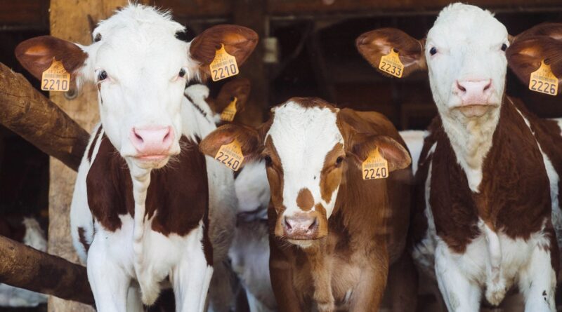 In the midst of a bird flu outbreak and official advisories cautioning against raw milk consumption due to contamination risks