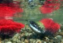 High Road Salt Levels May Be Endangering Juvenile Salmon in the Lower Mainland