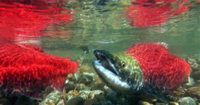 High Road Salt Levels May Be Endangering Juvenile Salmon in the Lower Mainland