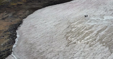 Melting Ice Reveals Ancient Forest in the Rocky Mountains