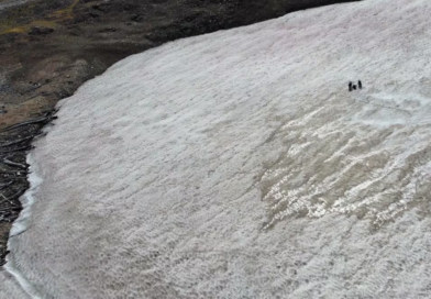 Melting Ice Reveals Ancient Forest in the Rocky Mountains