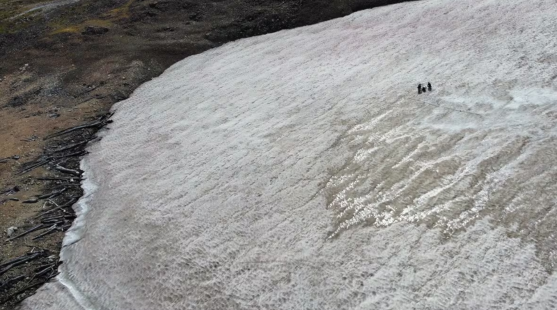 Melting Ice Reveals Ancient Forest in the Rocky Mountains