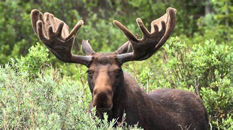 Scientists Investigate Causes Behind Moose Population Decline in Northwestern Ontario