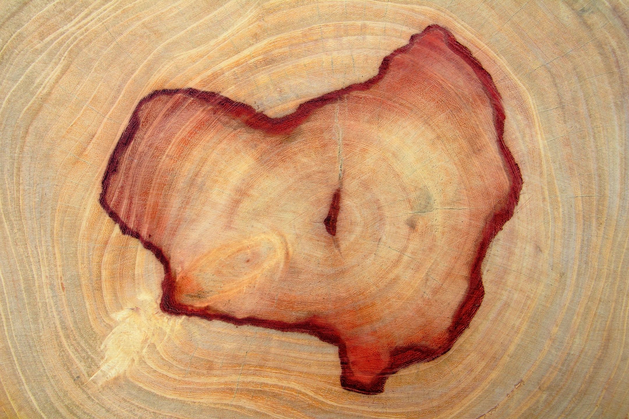 Ontario invests $2.5 million in northwestern Ontario forestry projects